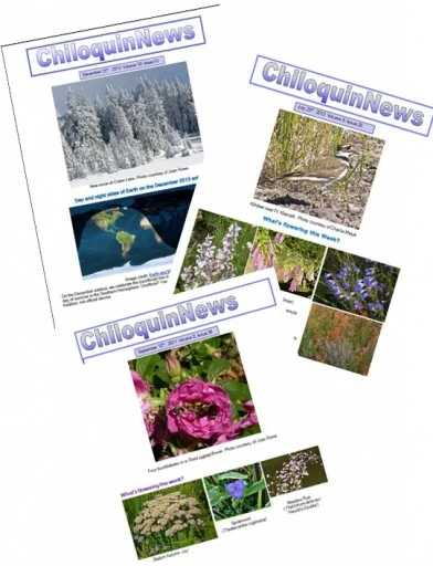 Chiloquin News covers