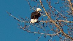 bald eagle near Chiloquin