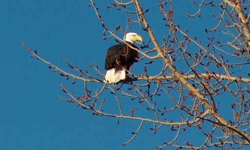 bald eagle seen in the Chiloquin area