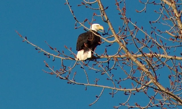 bald eagle near Chiloquin