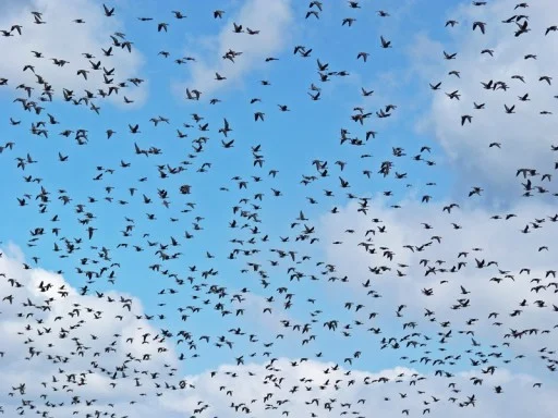 Spring Migration Spring migration in the Wood River wetlands