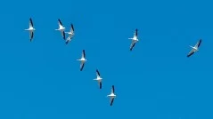 Pelicans flying overhead