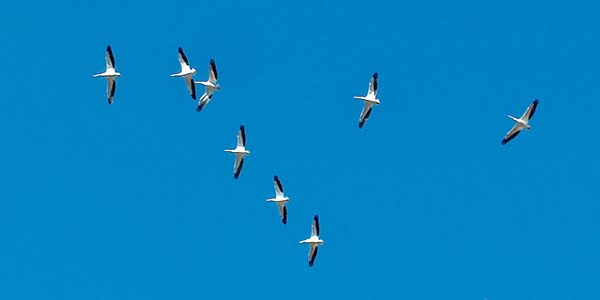 Pelicans flying overhead