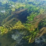 stream flows