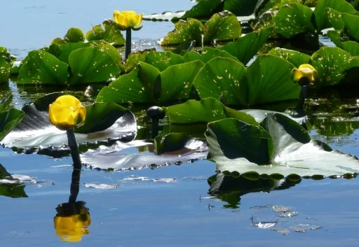 Wocus (yellow pond lily) in the Wood River canal, historical food of the Klamath Tribes