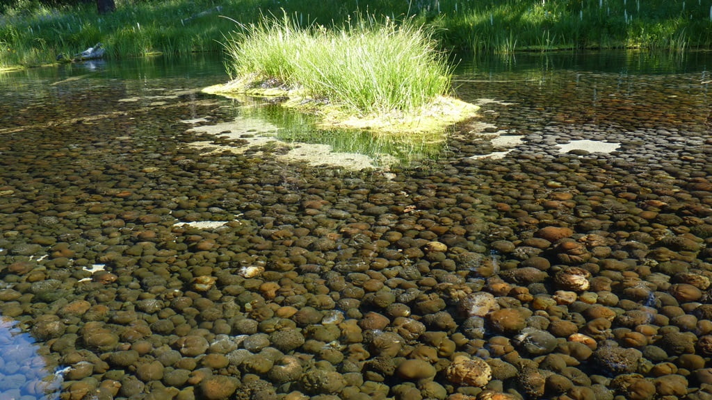 Mare's Eggs - a rare cold water algae that requires constant water temperature of 39-43 degrees F, in Spring Creek, Oregon