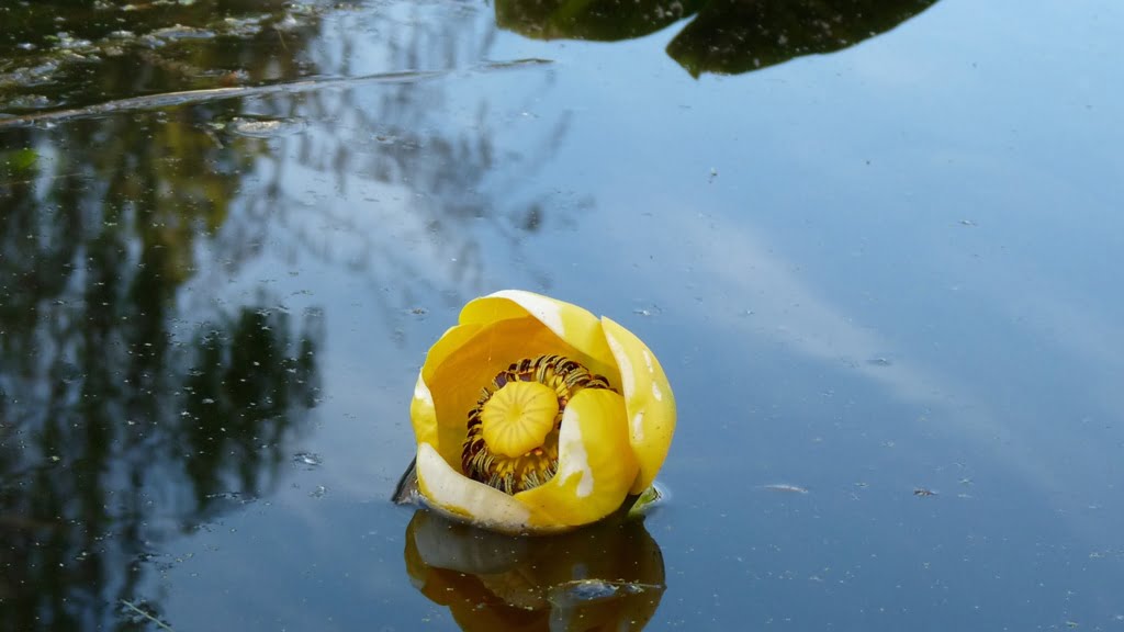 Wocus flower (yellow pond lily), their seeds historically a staple food for the Klamath Tribes.