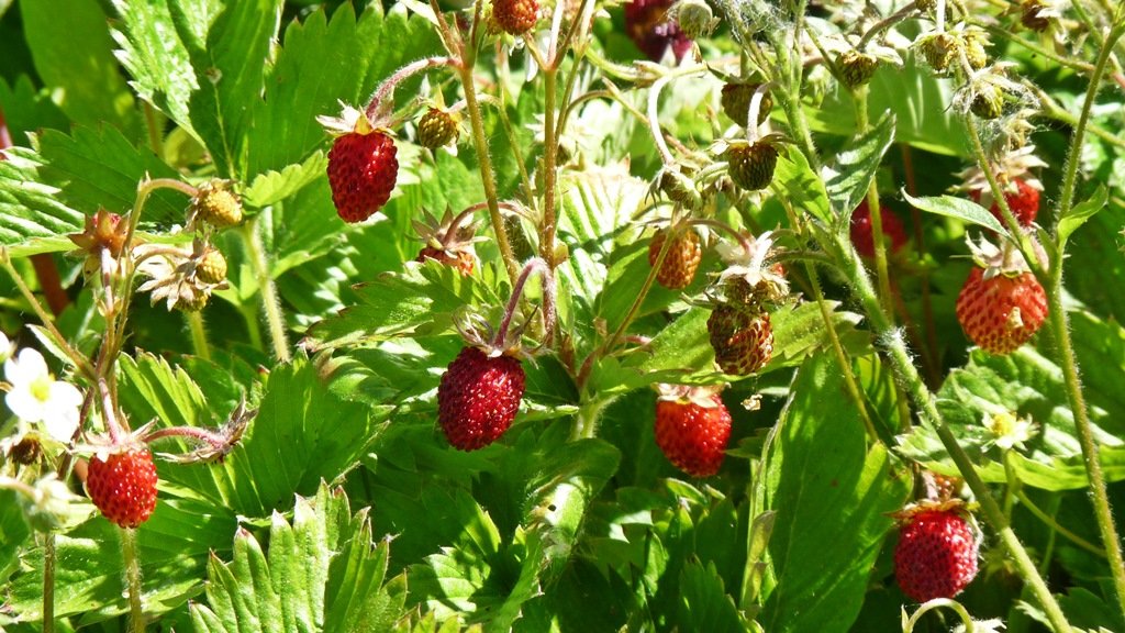 Alpine strawberries, delicious treats in a Chiloquin garden and wonderful ground cover too.