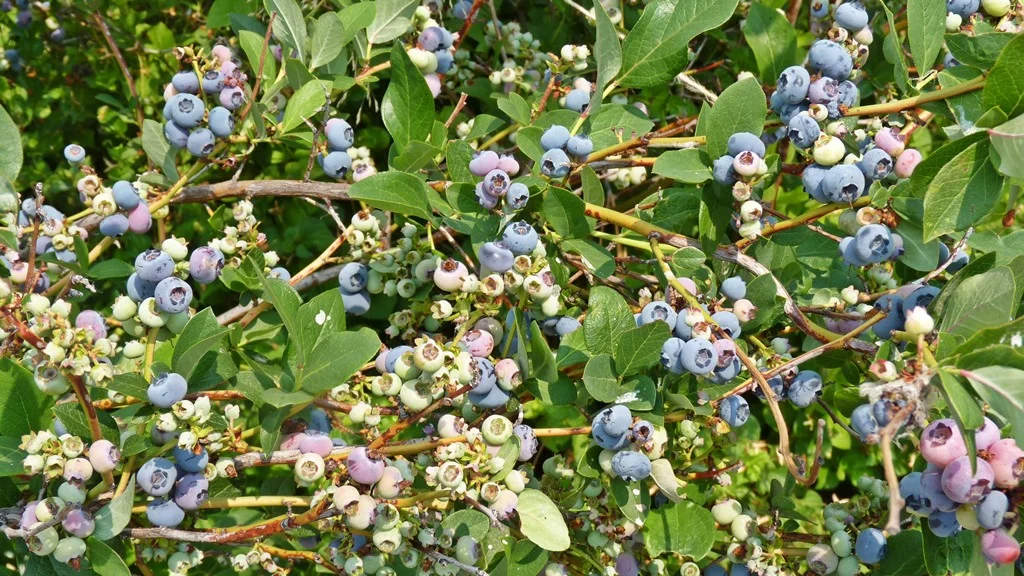 Blueberries are a little more challenging to grow in Chiloquin because of our alkaline soil, but it can be done.