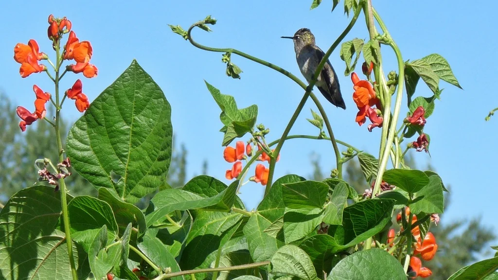 Scarlet runner bean flowers are a hummingbird favorite, and just have time to set some beans before they freeze.