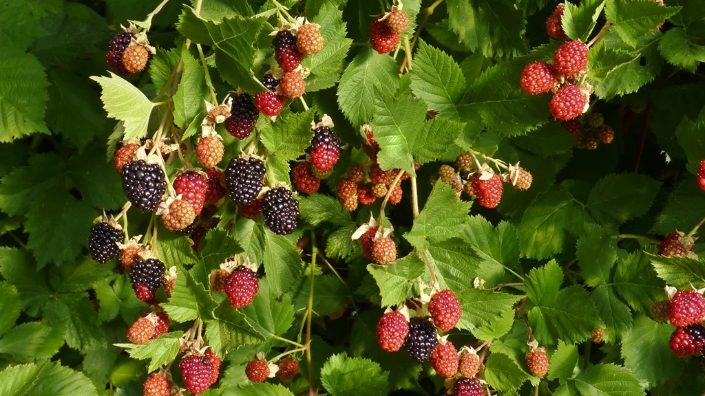 It's hit and miss with blackberries in Chiloquin. Sometimes the fruit gets a chance to ripen before it freezes, sometimes not.