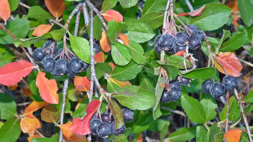 Aronia plants have everything: lovely spring flowers, spectacular fall colors, fruit that makes a delicious syrup, and they grow well in Chiloquin.