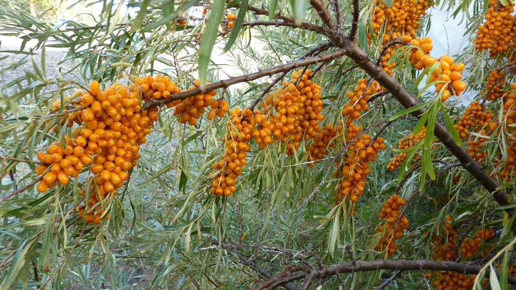 Seaberries: beautiful to look at, grow extremely well in chiloquin and the berries make superb drinks and syrup, but thorny to pick and like to run.