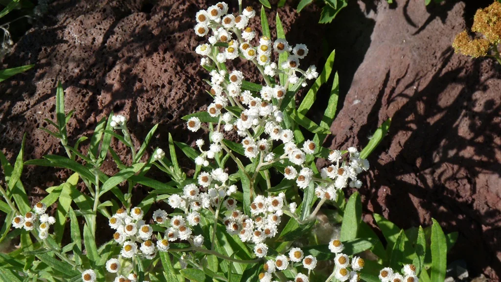 Pearly Everlastings are the perennial alpine version of everlasting flowers. They like cool summers and given plenty of water, they like Chiloquin.
