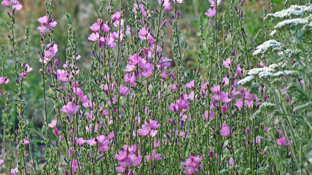 Sidalcea, (checkermallow) is a lovely native flower. Seen here with tall white yarrow.
