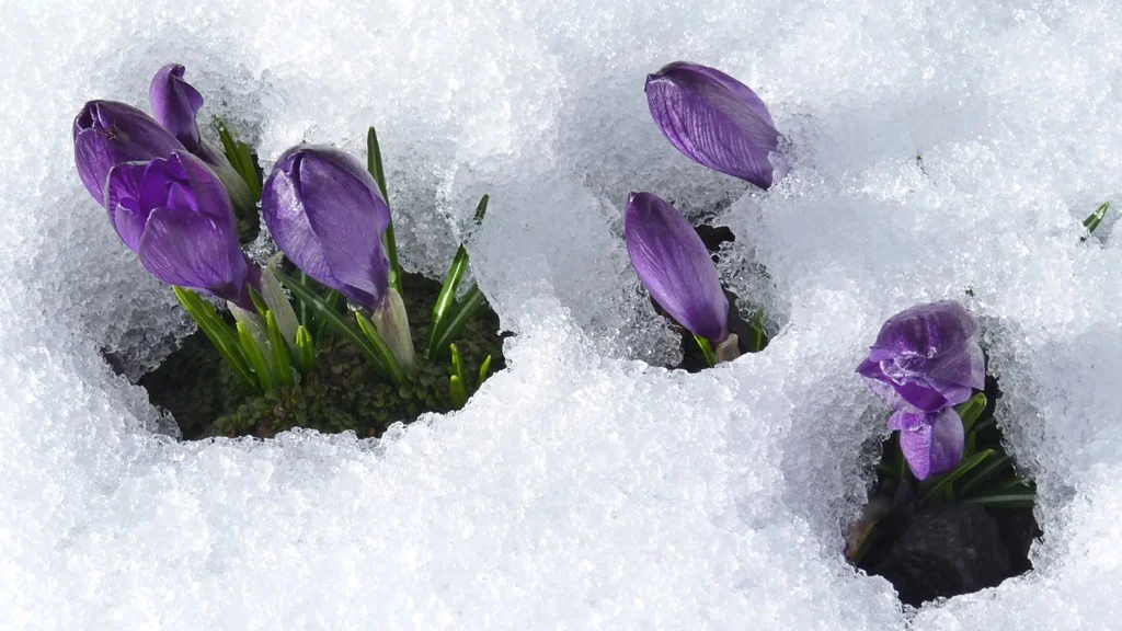 Crocus tommasinianus, an early flowering crocus, is not fazed by snow.