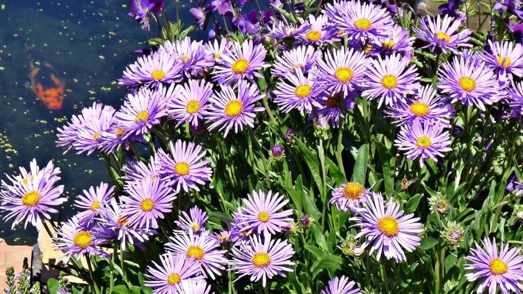 Looking much like an Aster, Erigeron (fleabane) flowers in spring with lavender flowers forming a low mound.
