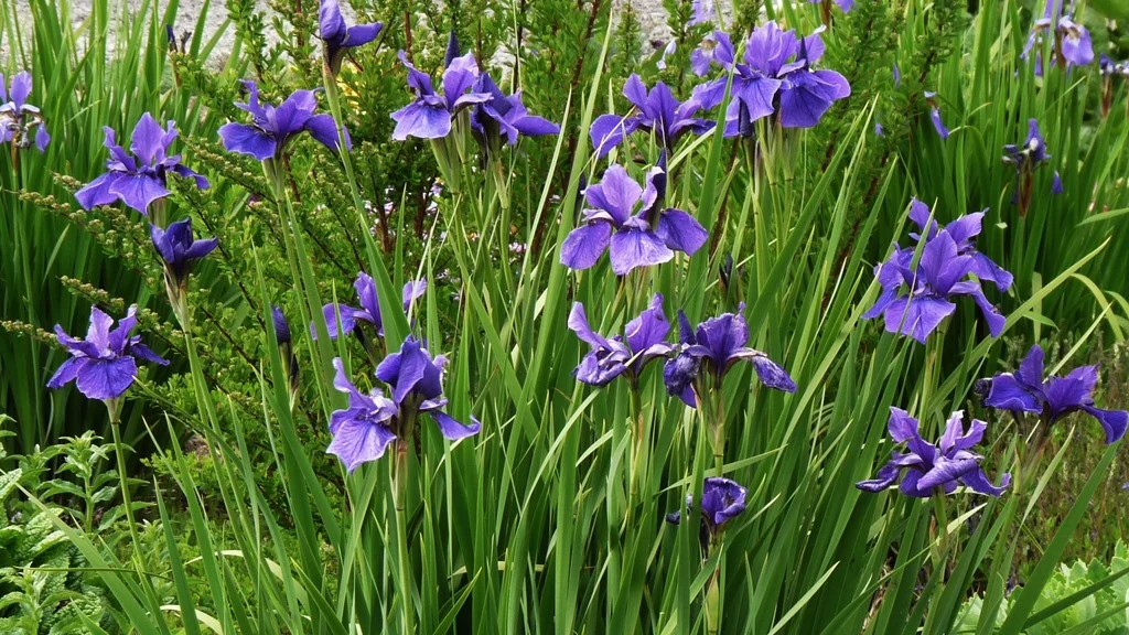 Give them sun and plenty of water and Siberian Iris will form large clumps. All iris do well in Chiloquin.