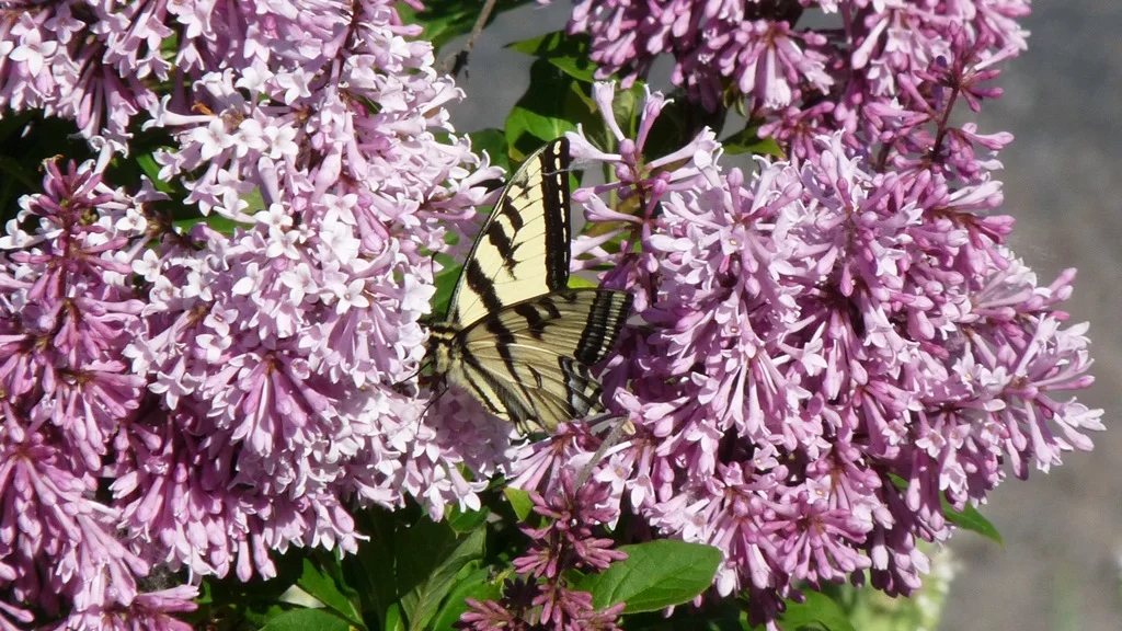 All lilacs grow well in Chiloquin but the earlier flowering varieties often lose their flower buds to late spring freezes.