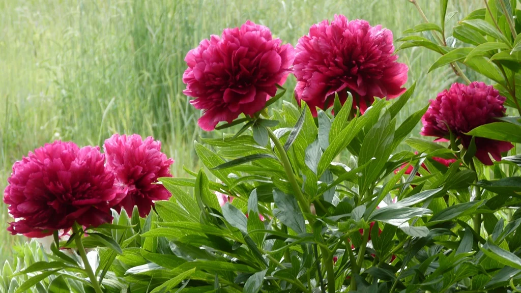 Chiloquin has the perfect climate for Peonies. Just give them some sun and water and they will reward you every year with glorious flowers.