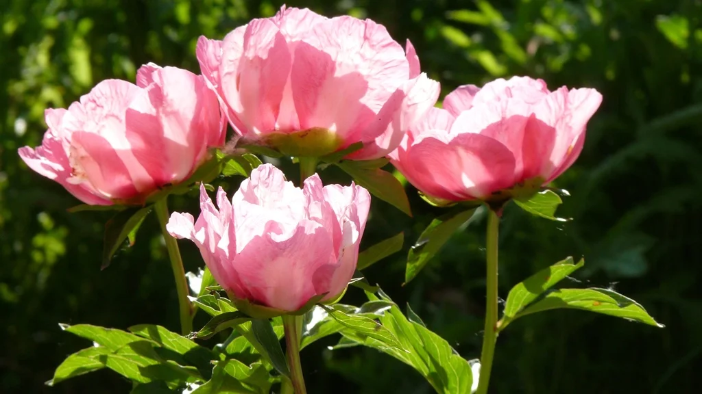 These single pink peonies glow in the late afternoon sun.
