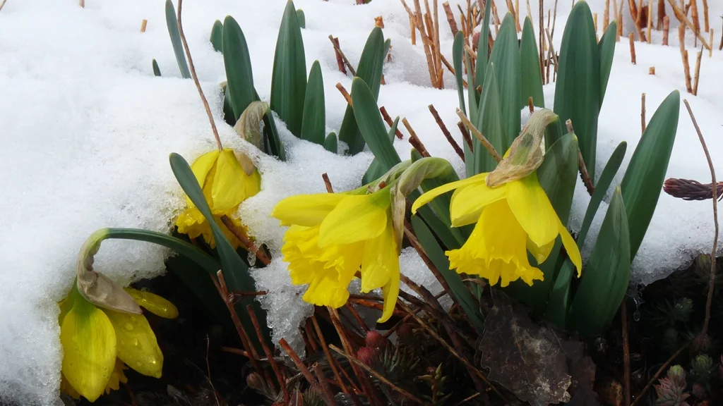 Rijnveld's Early Sensation daffodil is the earliest of the early. Daffodils are about the only bulb that the gophers will not touch in Chiloquin.