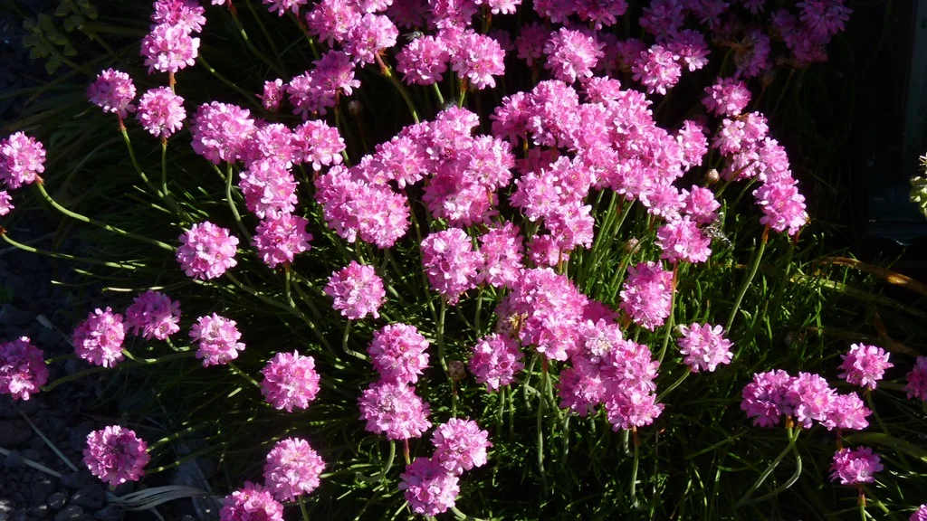 Sea Thrift forms a carpet of bright pink flowers in the spring; a great ground cover for a sunny place.