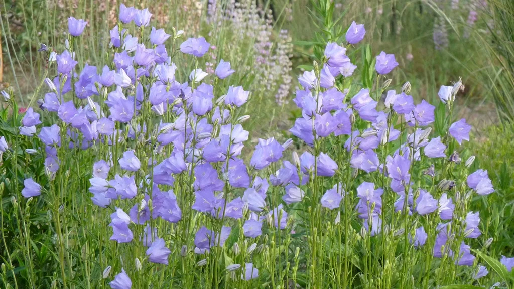 The tall spikes of Peachleaf bellflower add a lovely touch of pale blue to a cottage garden.