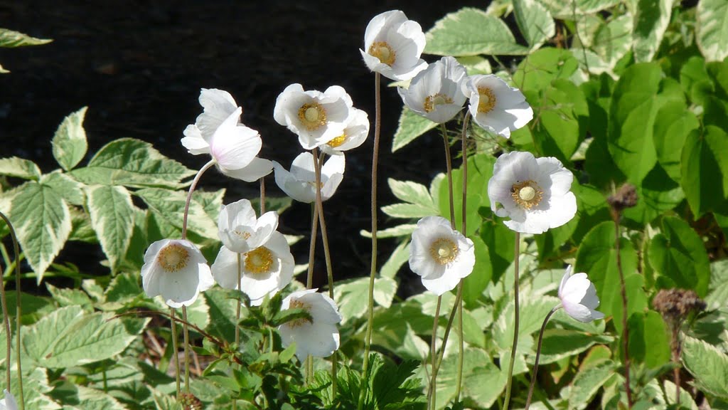 Snowdrop Anemones add a bright spot to any shady corner and are followed by fluffy seed heads.