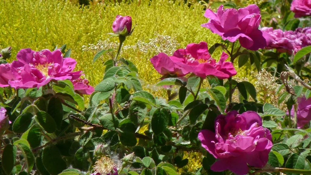 Roses are notoriously difficult to grow in Chiloquin. Rosa gallica officinalis is one of the few that thrives here.