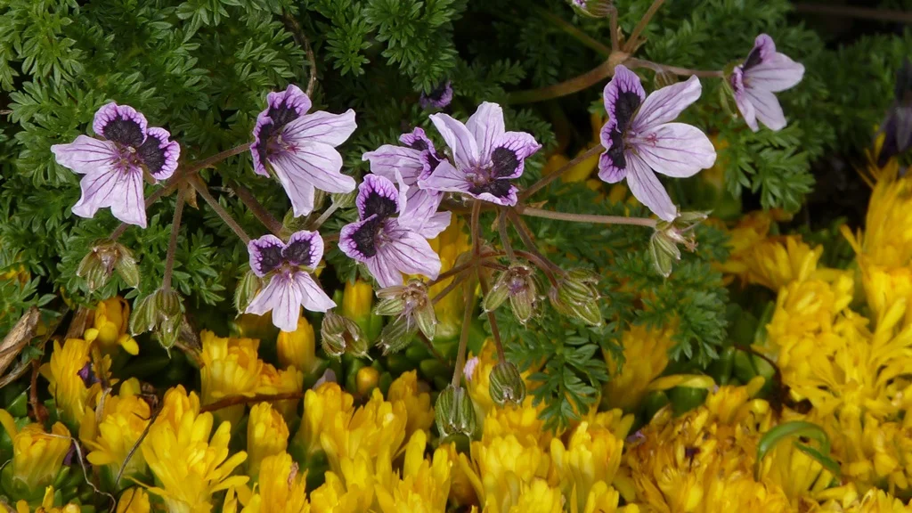 Known as Cranesbill because of the shape of the seed pods, this pretty little plant forms a neat mound, covered in flowers.