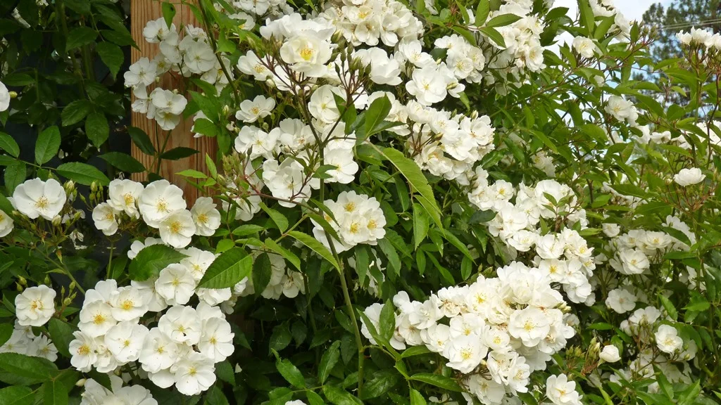 Darlow's Enigma rose grows amazingly well in Chiloquin, and scents the air with a lovely fragrance.