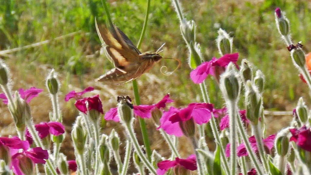 A hummingbird moth sampling the bright magenta flowers of Rose Campion. Only an annual but reseeds readily.