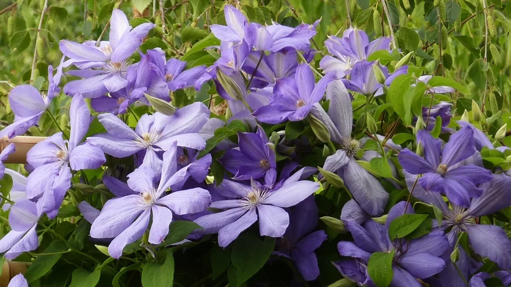 The hardier varieties of Clematis do quite well in Chiloquin, given cool feet and sunny tops.