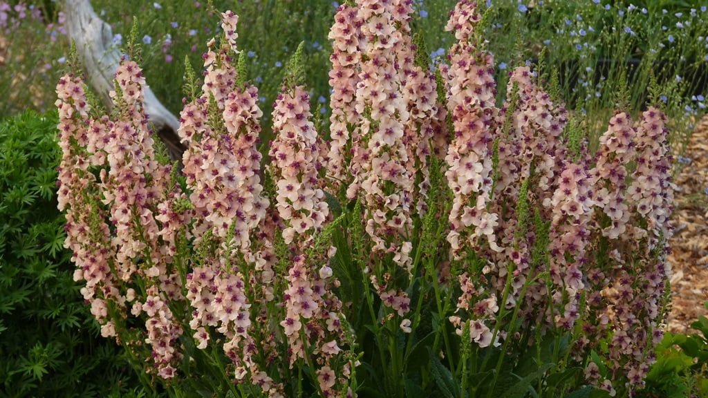 Verbascum Southern Charm puts on this beautiful display every year - a far cry from it's weedy relative, common Mullein.