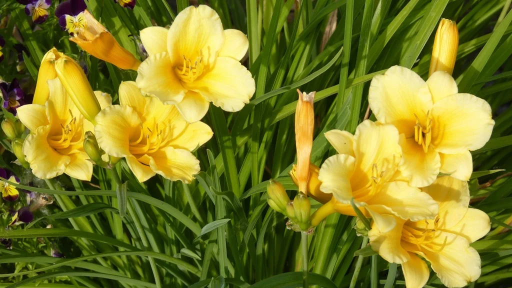 Given enough water, daylilies thrive in Chiloquin, including this lovely Stella de Oro.