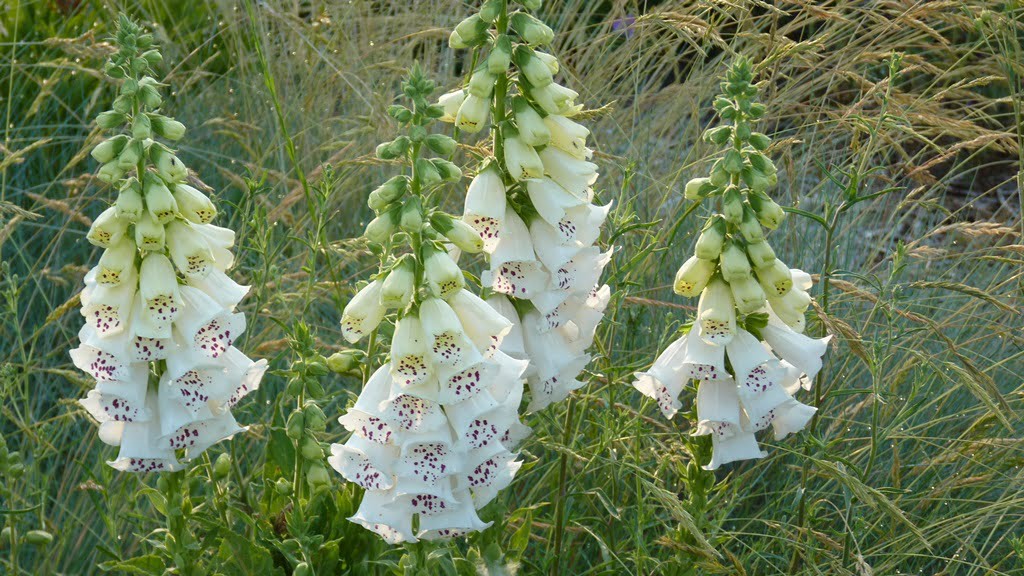 Given plenty of water and a little shade, foxgloves will reseed from year to year in a Chiloquin garden.