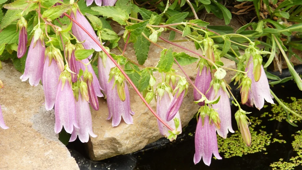 Spotted bellflower is so happy about Chiloquin's cool summer nights that it can be hard to keep it in check.