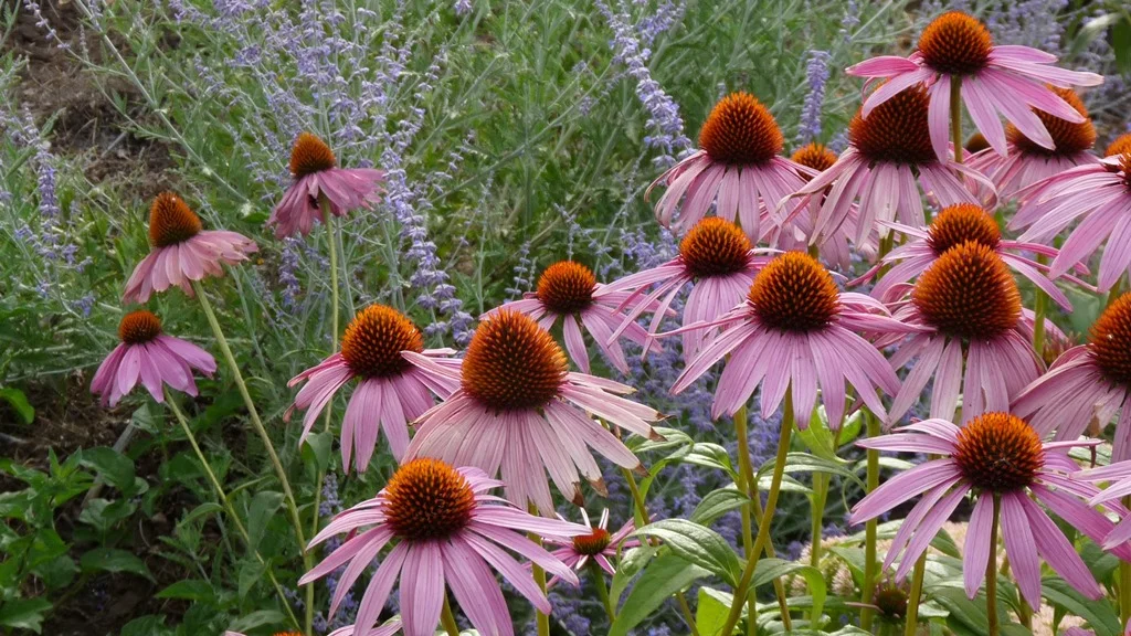 Bumblebees love these purple cone flowers, that flower towards the end of summer.