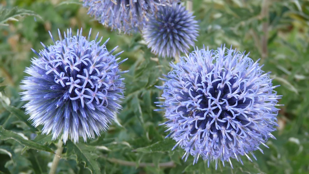 Lovely blue globes on very prickly plants, these flowers are visited by all sorts of insects.