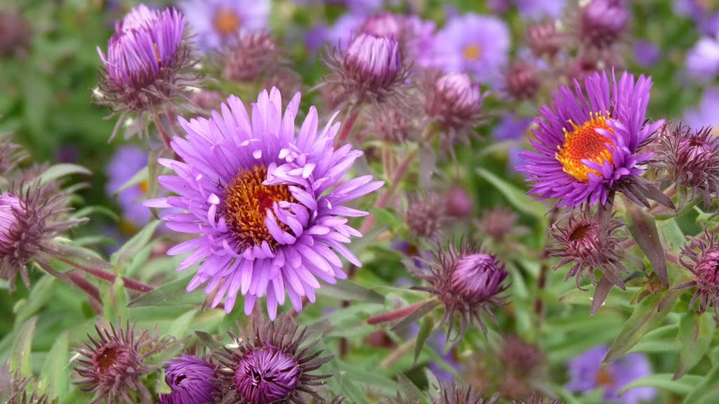 There is an astonishing array of Asters, all in shades of pink, blue, purple and sometimes white. All flower happily on through the first freezes.