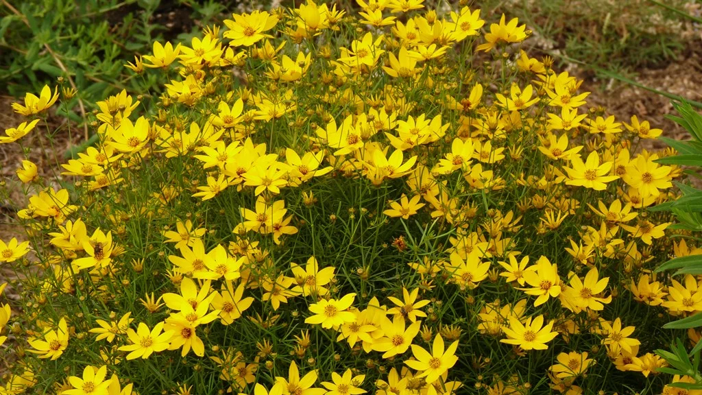 The clumps of Coreopsis Moonbeam grow ever larger and are covered with flowers in late summer. The clumps are very easy to divide.