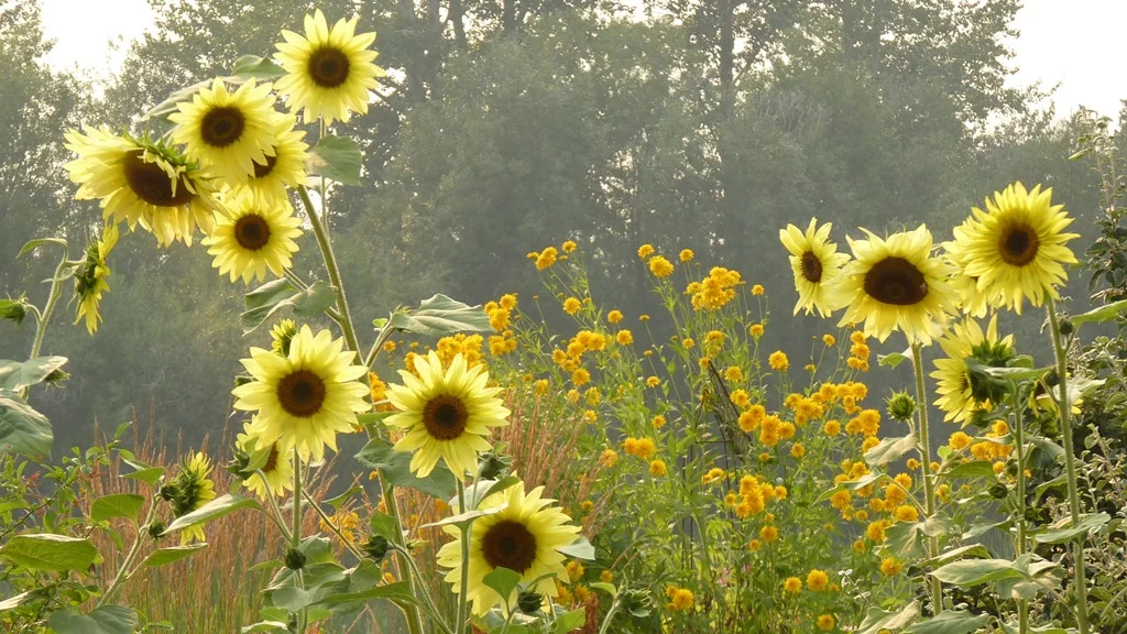 The smoke from late summer wildfires provides a foggy backdrop for these Lemon Queen sunflowers and Golden Glow Rudbeckias.