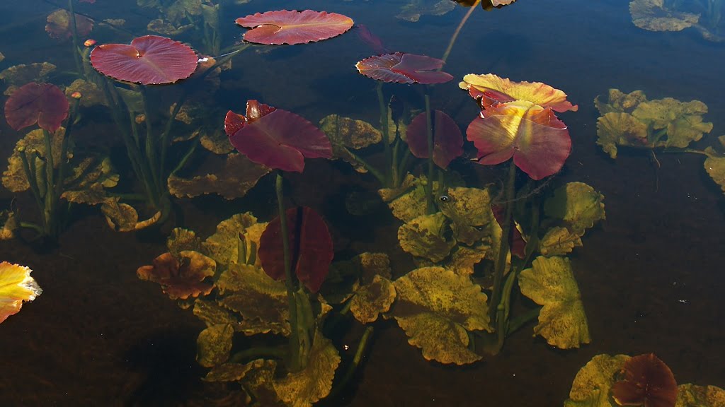 Newly emerged Wocus leaves reach the surface as tough red leaves, while the fragile underwater leaves are a yellowish green.