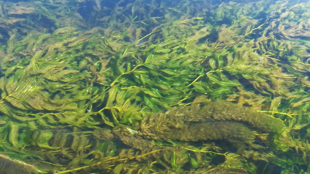 Dense stands of underwater plants swirl with the flow in cold and crystal clear Crystal Creek, on the west shore of Upper Klamath Lake.
