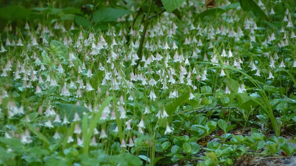Twinflower (Linnaeus borealis) thrives in a trickle of water under a shady forest canopy.